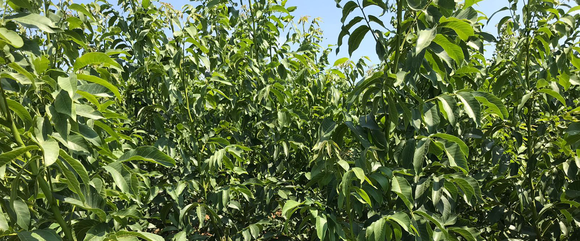 Walnut Sapling - Trusted Name in Saplings - Sahil Yenice Nursery